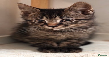 Mixed Breed cats - Advert 6