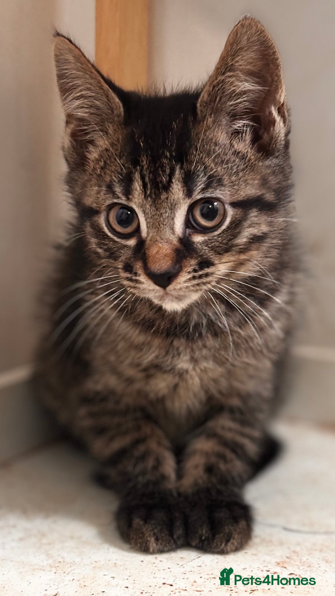 Mixed Breed cats for sale: 3 mixed female and 1 male  - Image 2