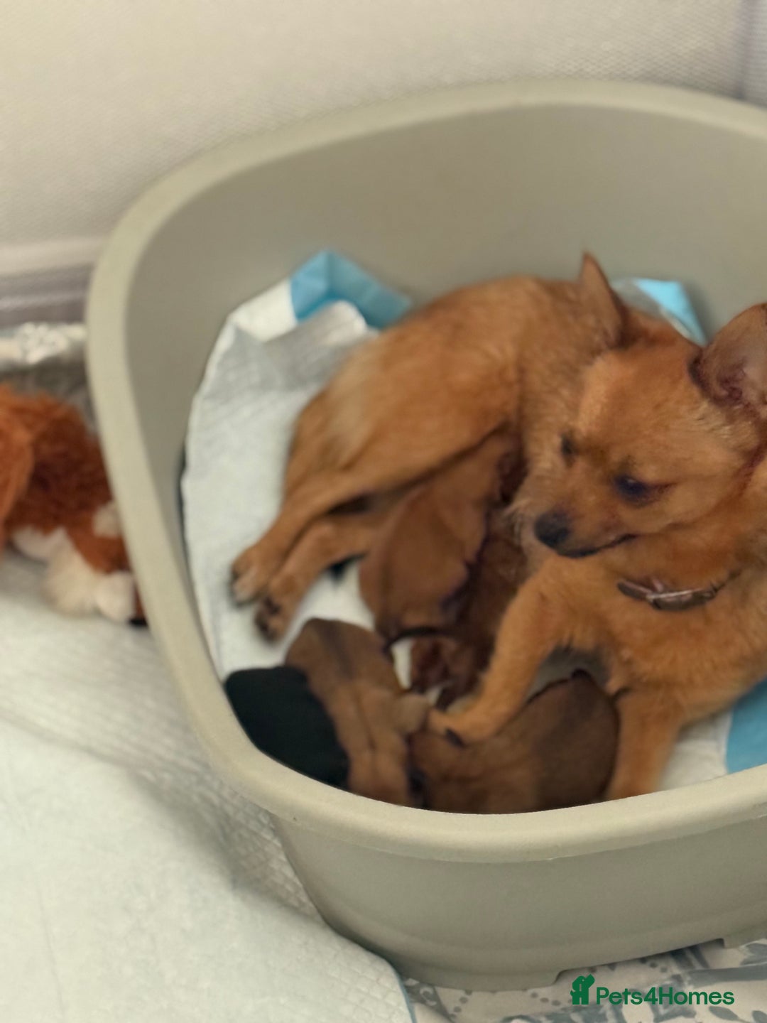 Pomeranian dogs for sale:  Adorable Pomeranian puppies  - Image 4