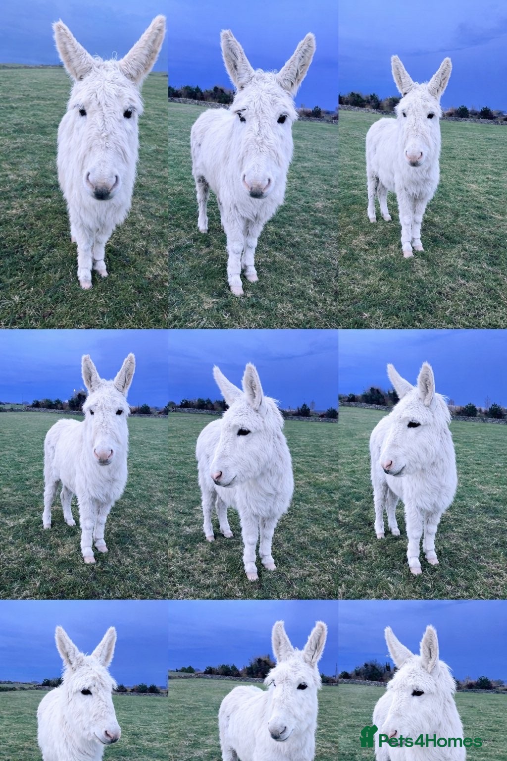Donkey livestock Rita the stunning white donkey  - Advert 1