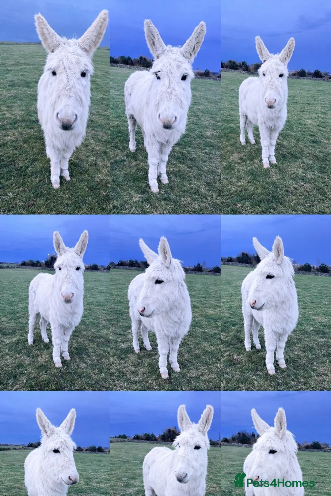 Donkey livestock for sale: Rita the stunning white donkey  - Advert 1