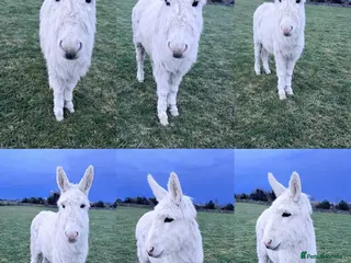 Donkey livestock Rita the stunning white donkey - Advert 1