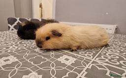 Guinea Pig rodents for sale: 2 swiss Males guinea pigs - Image 4