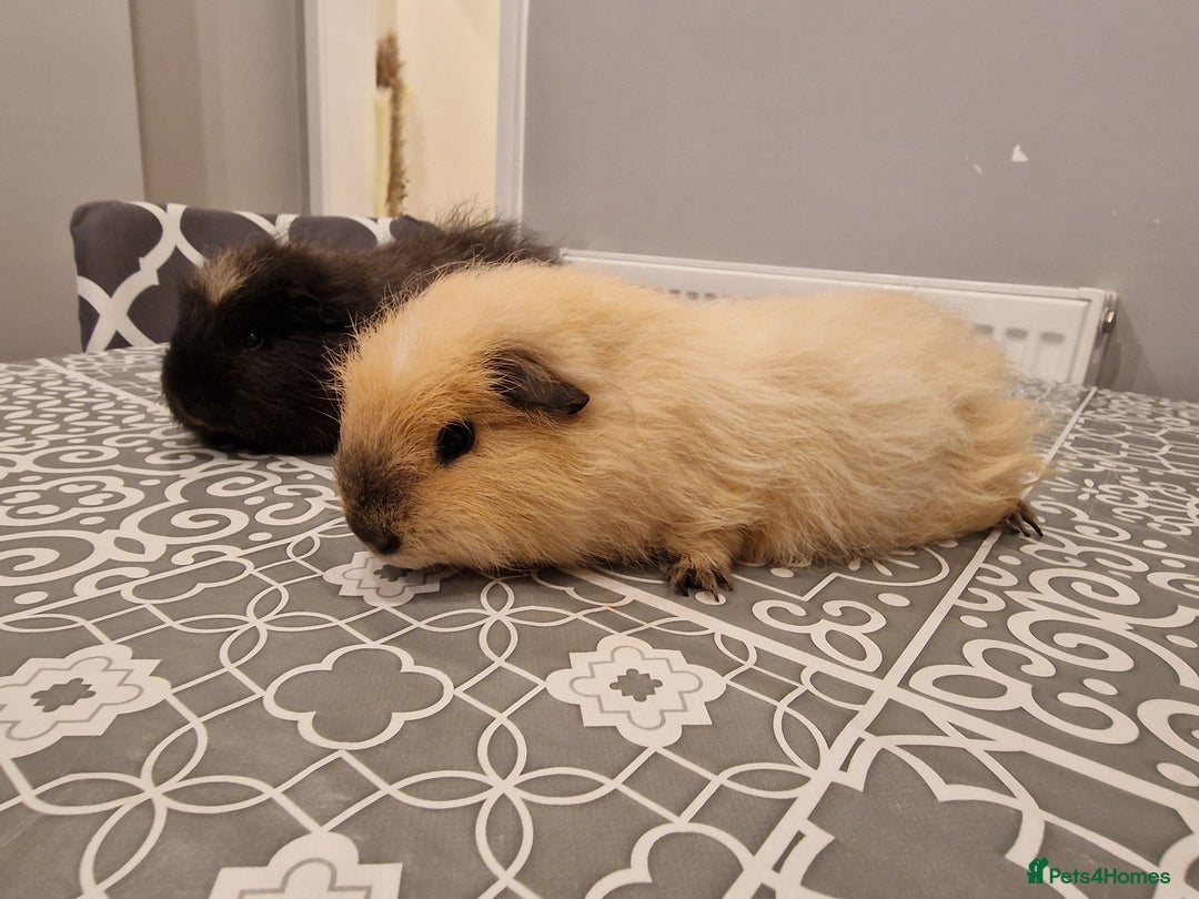 Guinea Pig rodents for sale: 2 swiss Males guinea pigs - Image 4