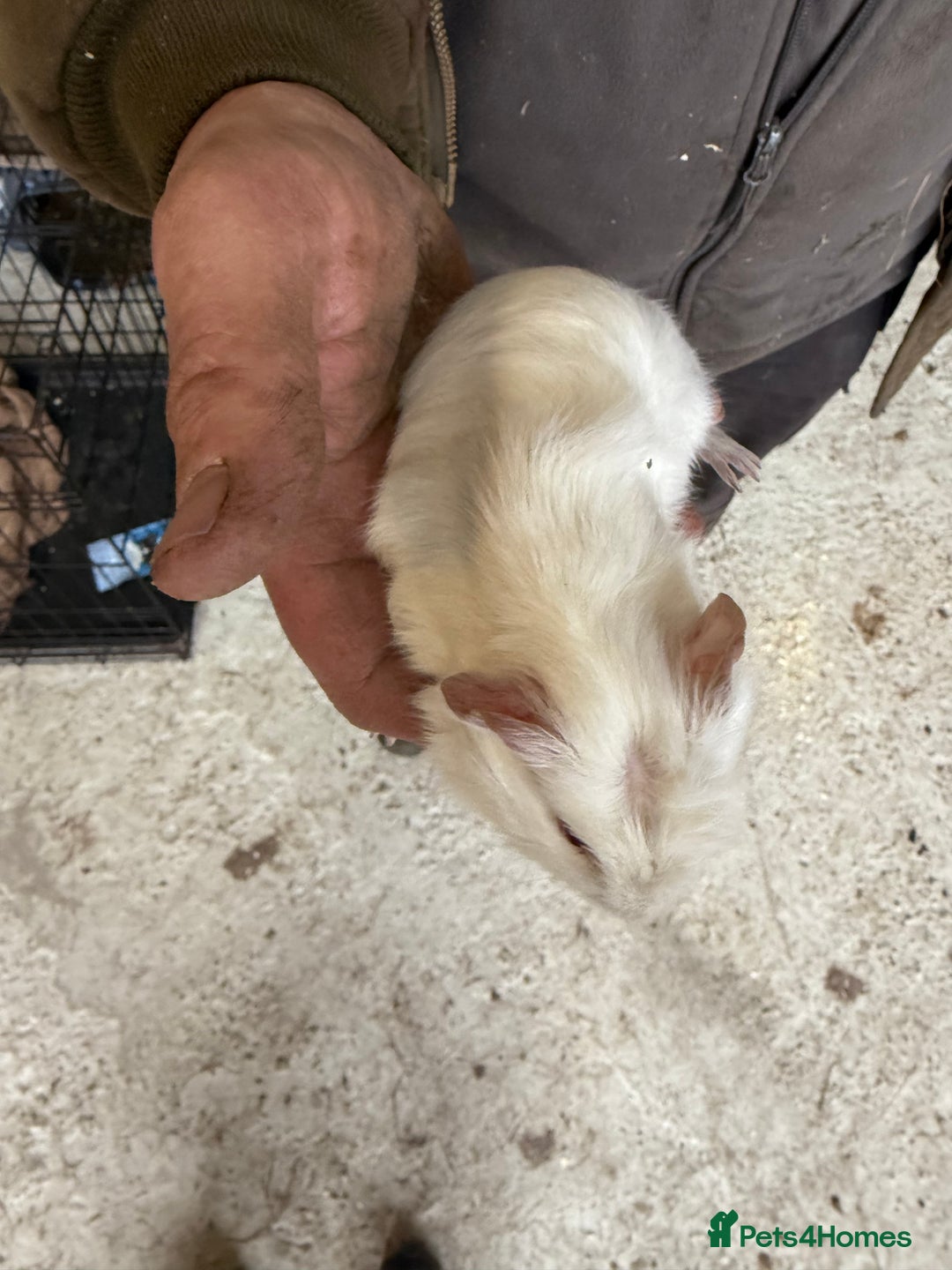 Guinea Pig rodents for sale: 2 stunning guinea pigs  - Advert 5