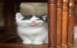 Domestic Shorthair cats for sale: 5 adorable mixed kittens, Russian Blue & Shorthair - Advert 25