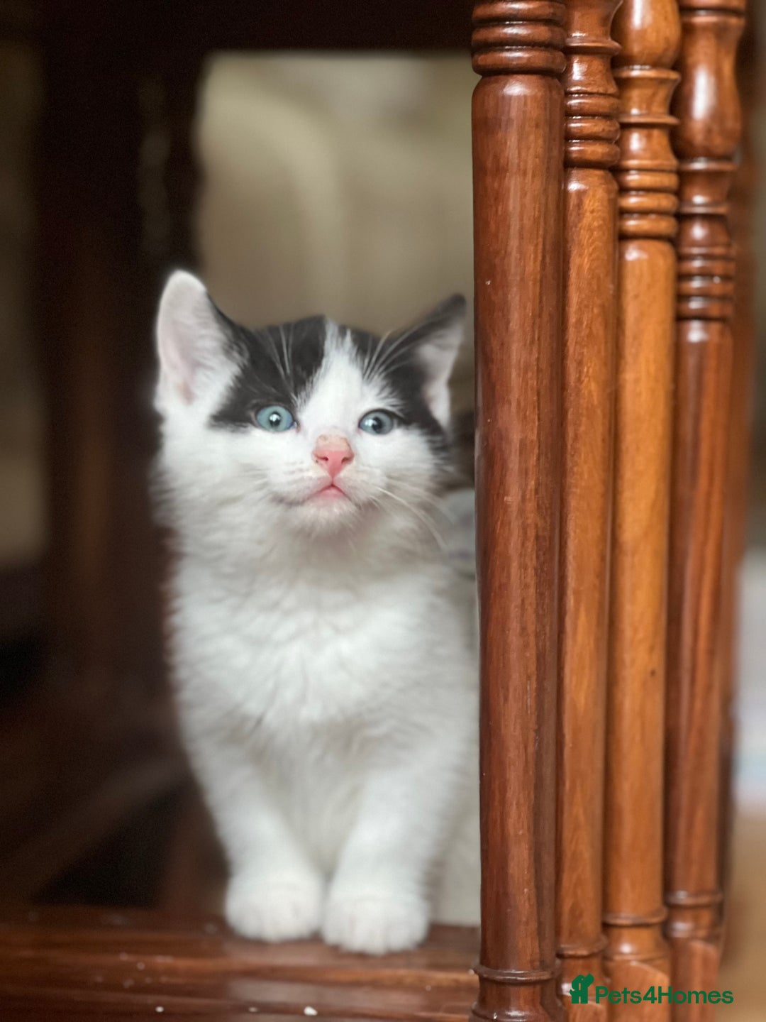 Domestic Shorthair cats for sale: 5 adorable mixed kittens, Russian Blue & Shorthair - Advert 25