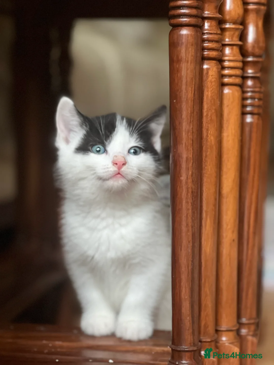 Domestic Shorthair cats for sale: Adorable Russian Blue & Domestic Shorthair - Advert 21