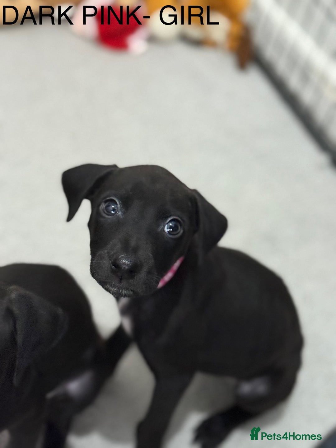 Lurcher dogs for sale: Saluki Bull Greyhound Puppies  - Advert 15