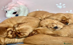 Cocker Spaniel dogs for sale: Top Quality KC Show Cockers FN PRCD-PRA CLEAR - Image 2