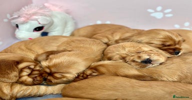 Cocker Spaniel dogs - Advert 12