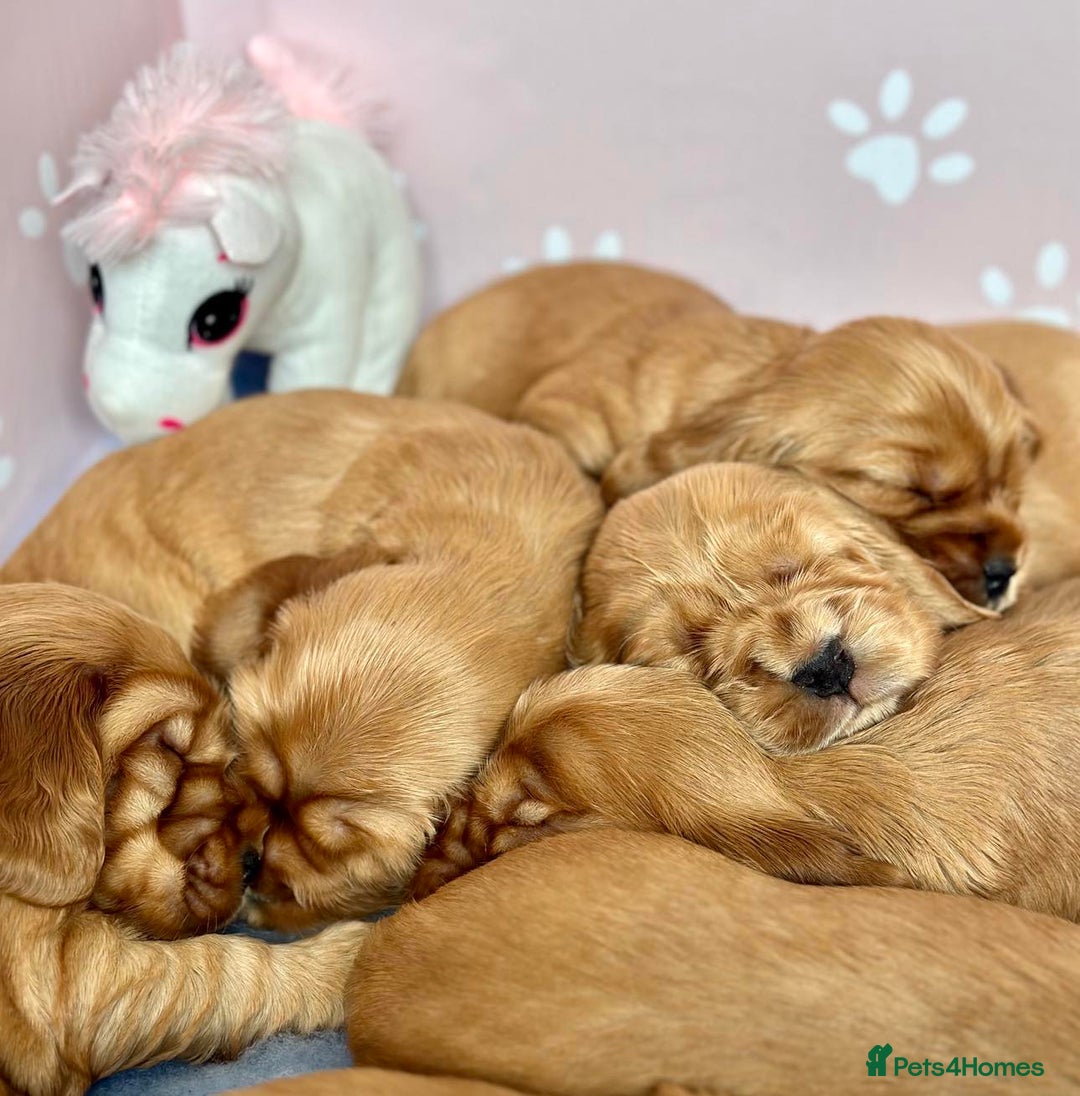 Cocker Spaniel dogs for sale: Top Quality KC Show Cockers FN PRCD-PRA CLEAR - Image 2