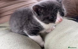 Egyptian Mau cats for sale: Egyptian mau x - Image 19
