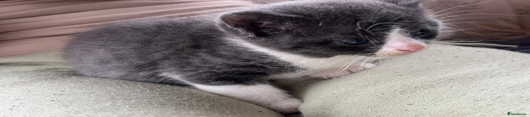 Egyptian Mau Kitten 1
