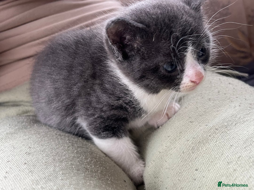 Egyptian Mau cats for sale: Egyptian mau x - Image 19