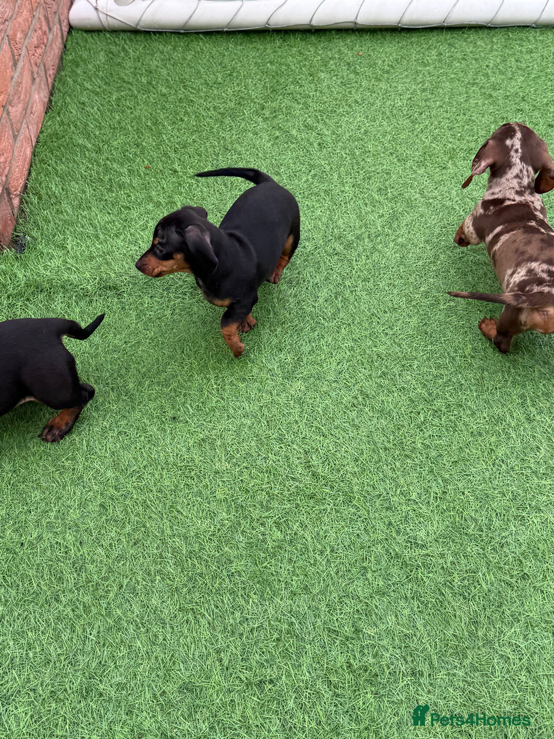 Miniature Dachshund dogs for sale: Beautiful dachshund puppies  - Advert 2