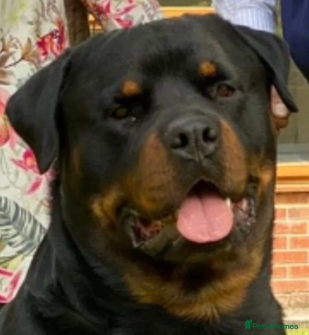 Rottweiler dogs for sale: XXX GERMAN ROTTWEILER PUPPIES XXX - Advert 2