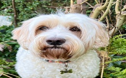 Australian Labradoodle dogs for stud: Proven extensively health tested gorgeous stud - Image 1