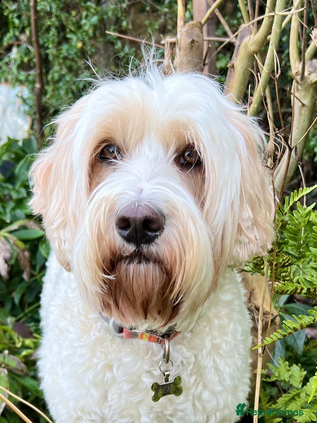 Australian Labradoodle dogs for stud: Proven extensively health tested gorgeous stud - Image 1