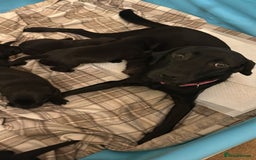 Labrador Retriever dogs for sale: Beautiful chunky puppies - Image 2