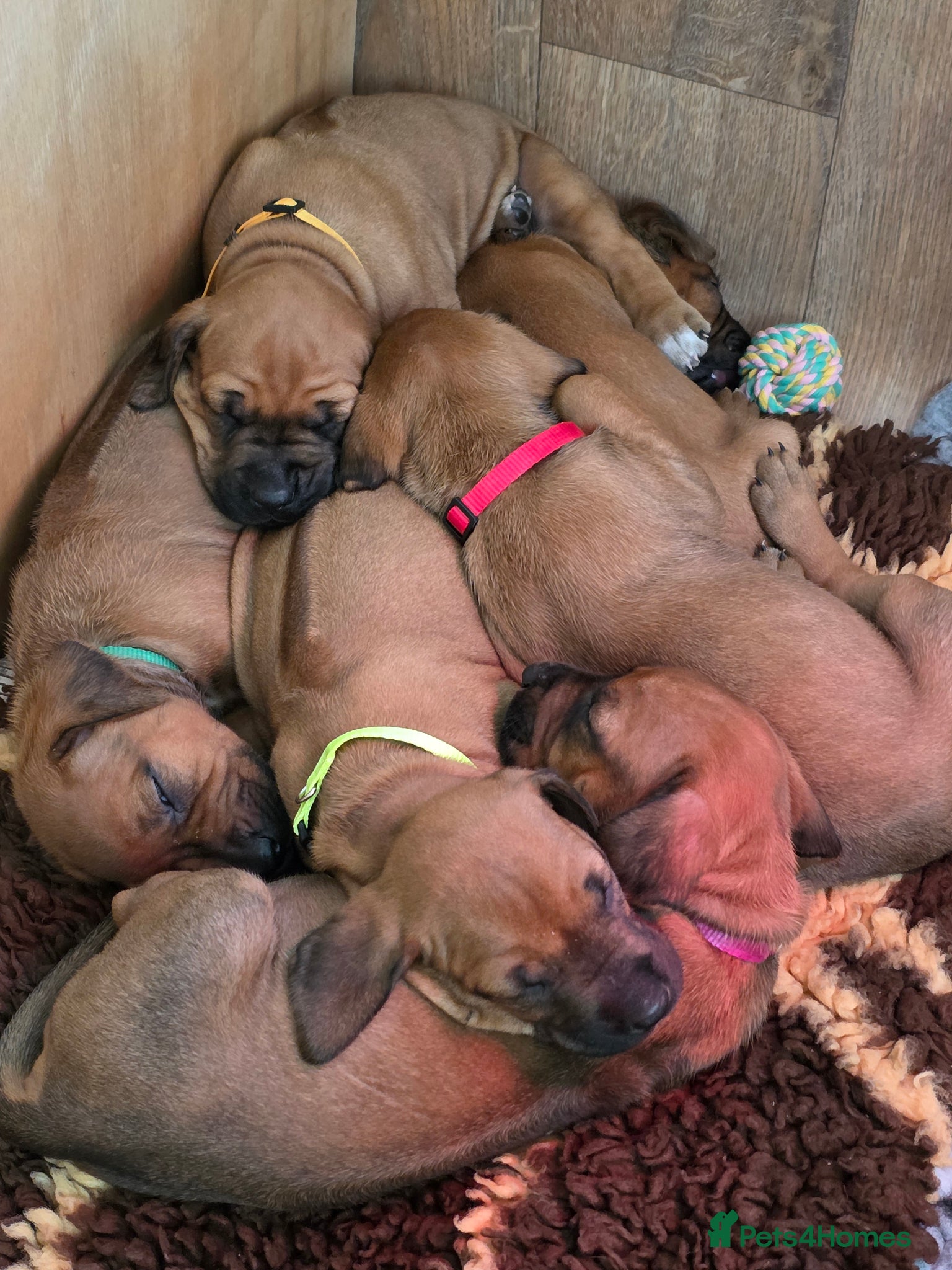 Rhodesian Ridgeback dogs 💕x3 Girls Ready to Leave 16.06.26💕 - Advert 3