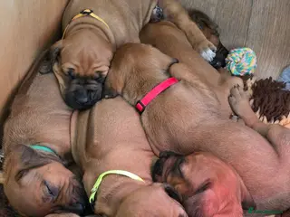 Rhodesian Ridgeback dogs 💕x3 Girls Ready to Leave 16.06.26💕 - Advert 3