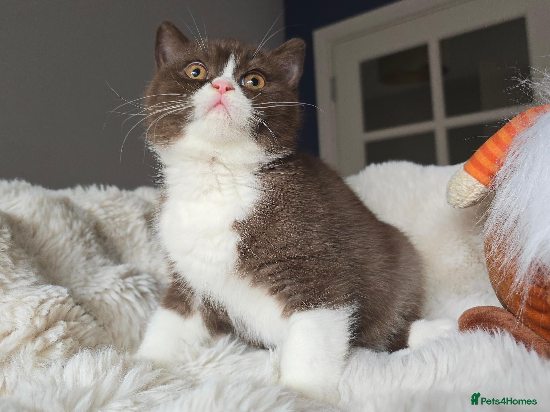 British Shorthair cats Champion Lines British Shorthair Kittens  - Advert 2