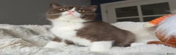 British Shorthair cats for sale: Champion Lines British Shorthair Kittens  - Advert 6