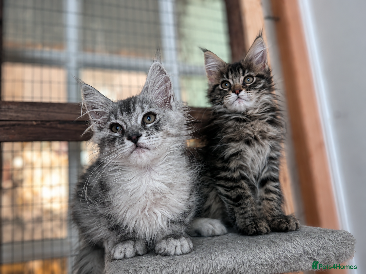 Maine Coon cats Maine coon active male and female - Advert 9