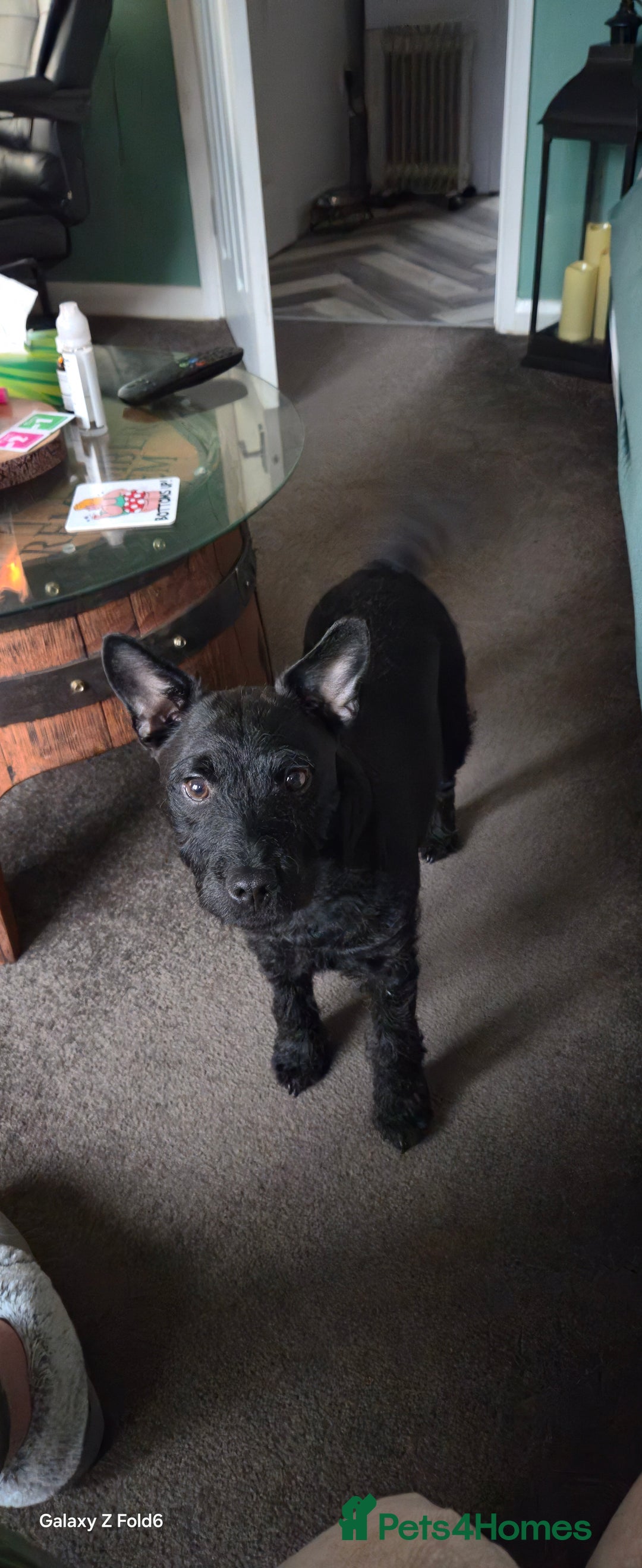 Patterdale Terrier dogs for sale: Patterdale Terrier  - Advert 3