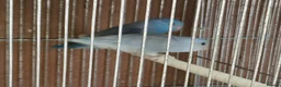 Parakeets birds for sale: Finches canarys doves parakeets parrots  - Advert 3