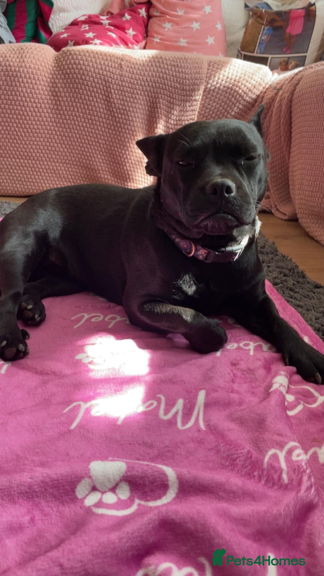 Mixed Breed dogs for sale: French bulldog cross  - Advert 1