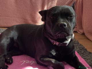 Mixed Breed dogs French bulldog cross - Advert 3