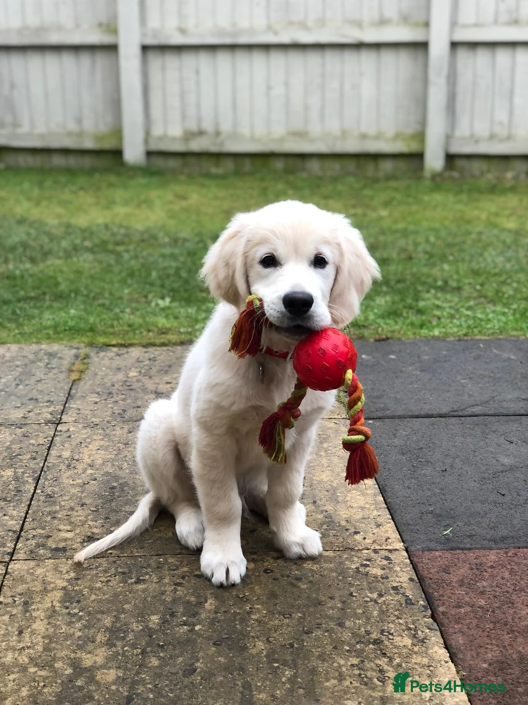 Golden Retriever dogs for stud: CHAMPION SIRED GOLDEN RETRIEVER - Advert 2