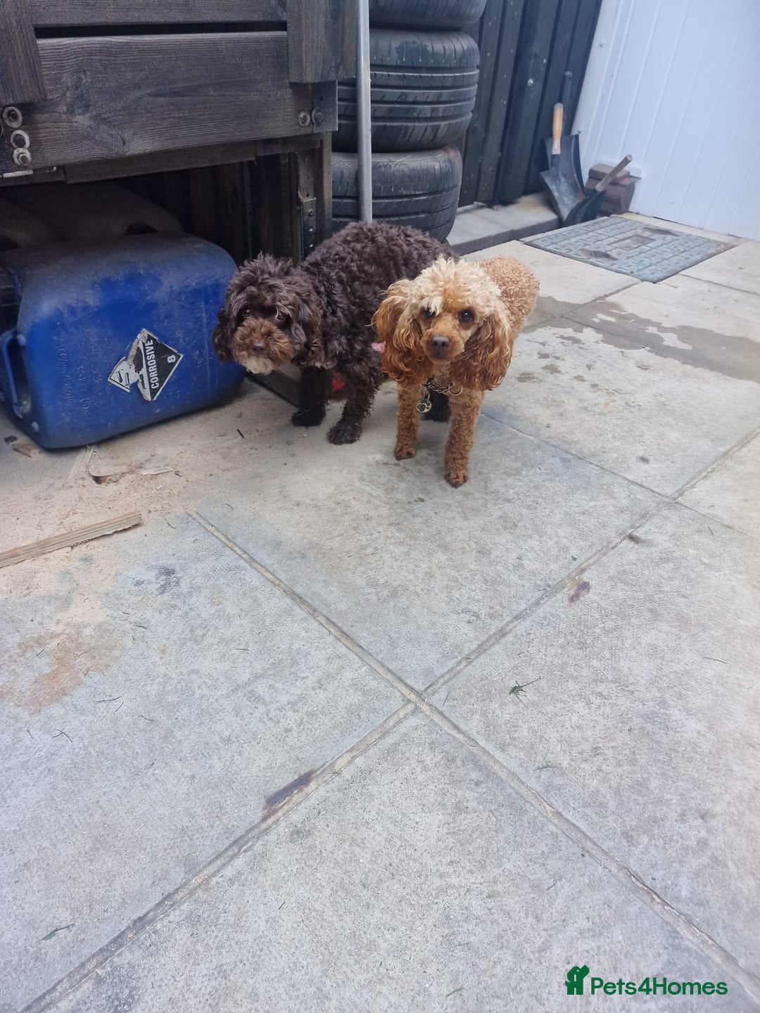 Cockapoo dogs for sale: COCKAPOO F3BB - Advert 7