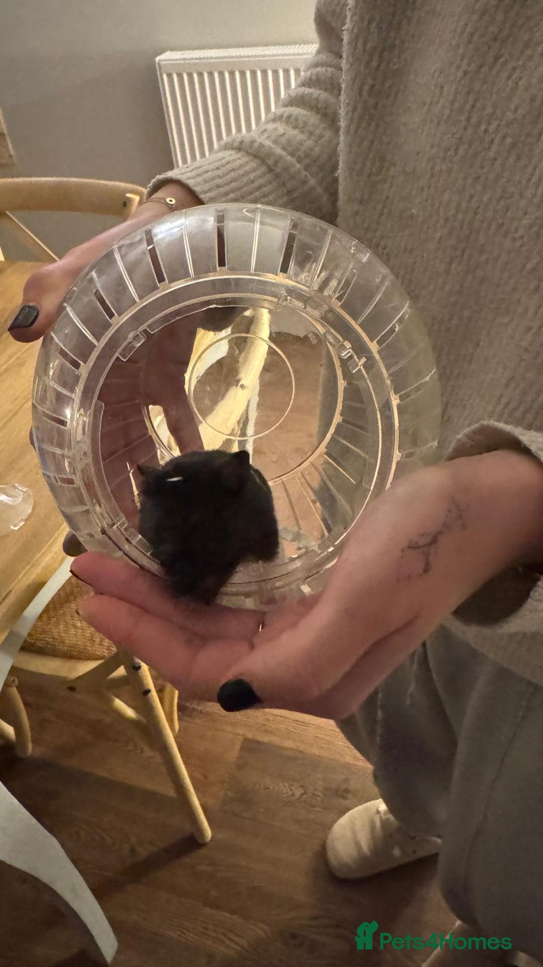 Hamster rodents for sale: Hamster & Omlet Cage for Sale  - Advert 2