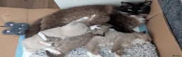 Ragdoll cats for sale: Ragdoll kittens- 1 boy 1 girl available  in Preston - Advert 11