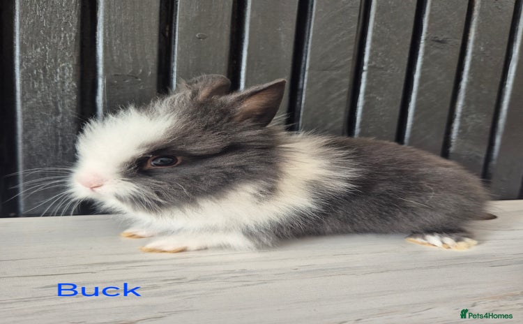 Mini Lion Lop rabbits - Advert 1