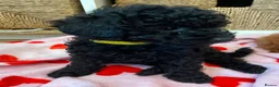 Toy Poodle dogs for sale: 🩷1 left🩷 - Advert 11