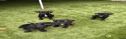 Cane Corso dogs for sale: Cane corso puppies - Advert 1