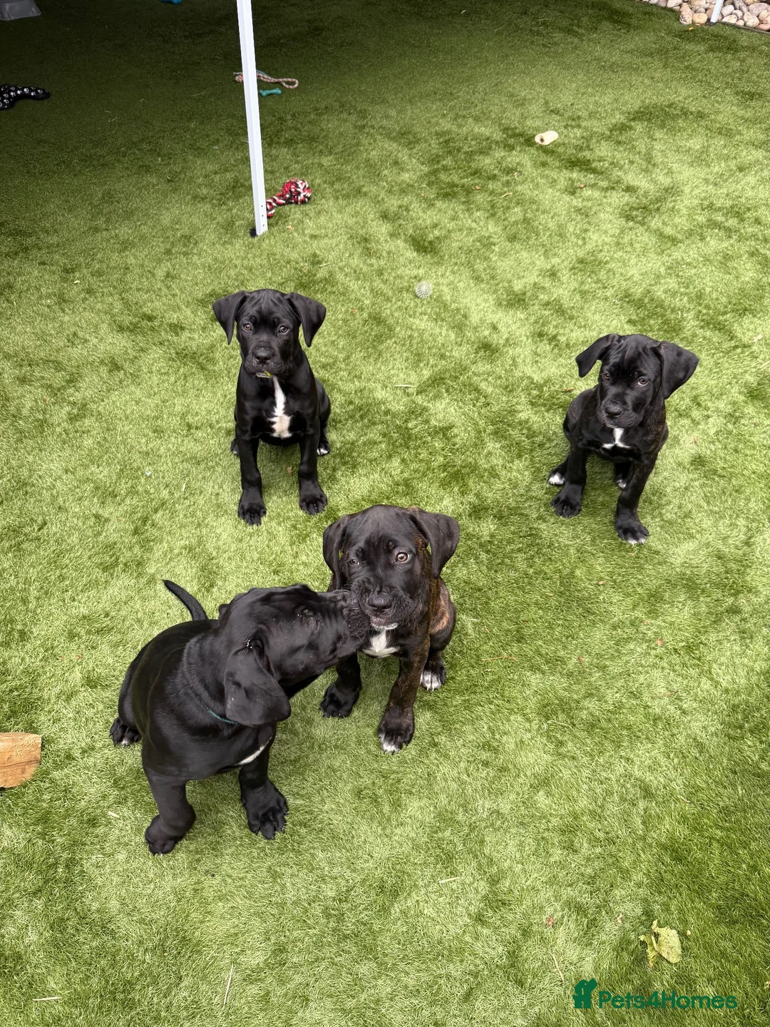 Cane Corso dogs for sale: Cane corso puppies - Advert 1