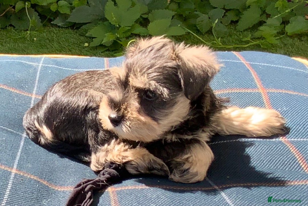 Miniature Schnauzer dogs for sale: Happy healthy miniature Schauzer puppies - Image 6