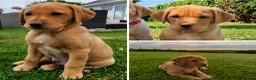Labrador Retriever dogs for sale:  Fox Red Labrador Puppies, 3 Boys Available in Pwllheli - Advert 1