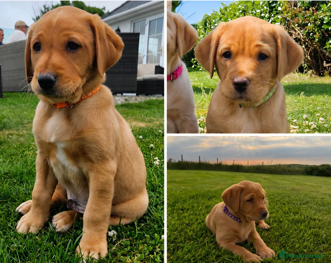 Labrador Retriever dogs for sale:  Fox Red Labrador Puppies, 3 Boys Available in Pwllheli - Advert 1