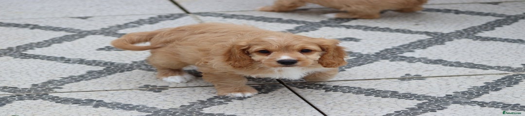Cavapoo Puppy 1