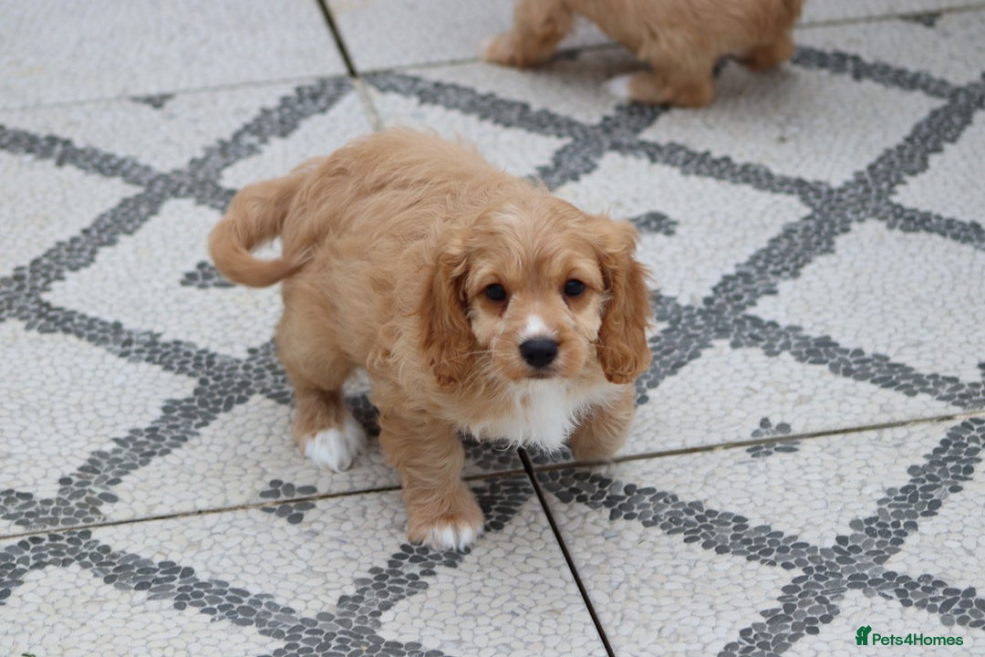 Cavapoo dogs for sale: F1 Cavapoo puppies for sale - Image 13