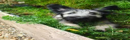Skye Terrier dogs for sale: Two Beautiful Skye Terrier Puppies  - Advert 8