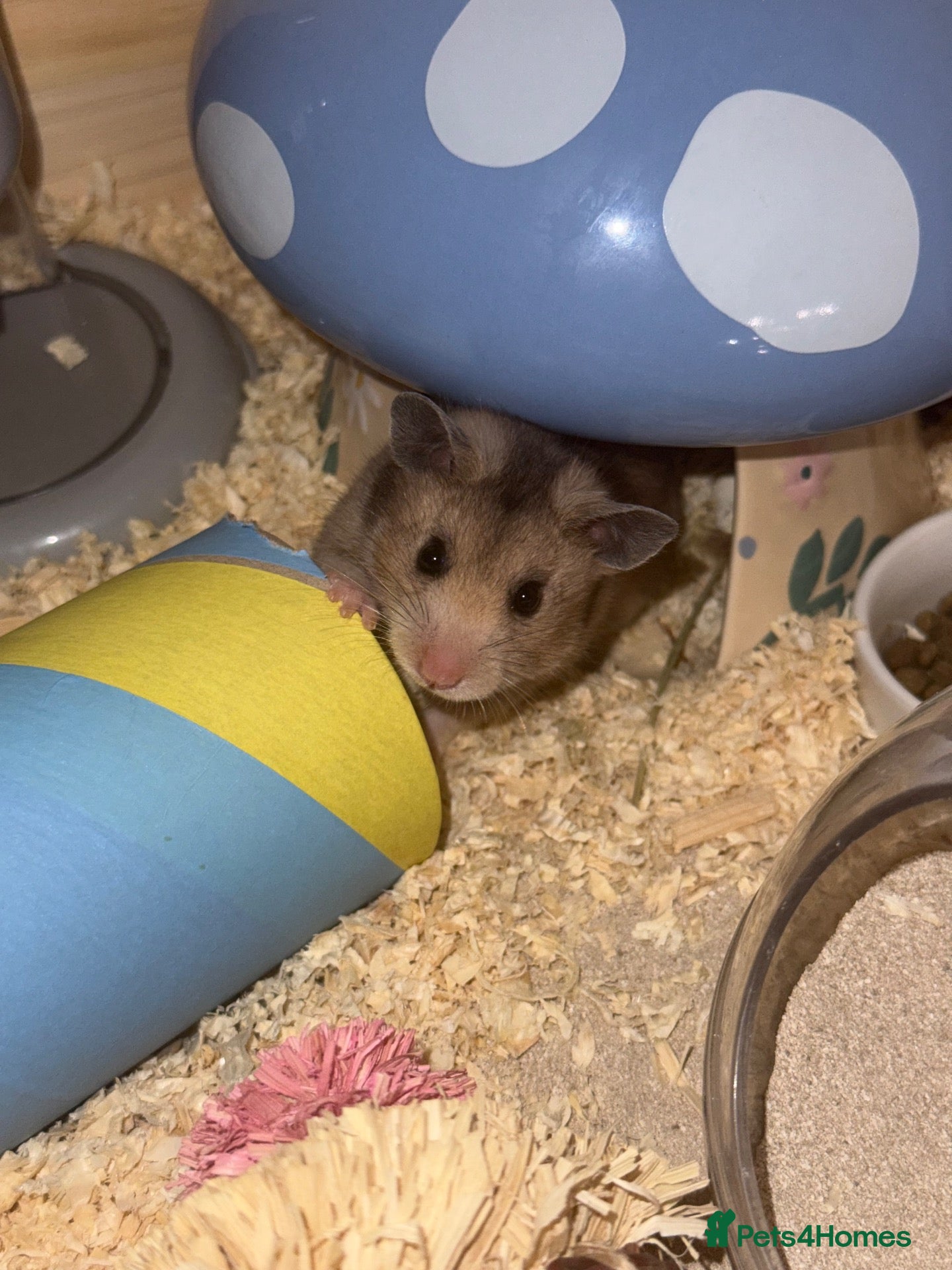 Hamster rodents Beautiful Syrian female hamster  - Advert 5