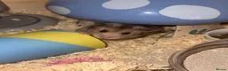 Hamster rodents for sale: Beautiful Syrian female hamster  - Advert 1
