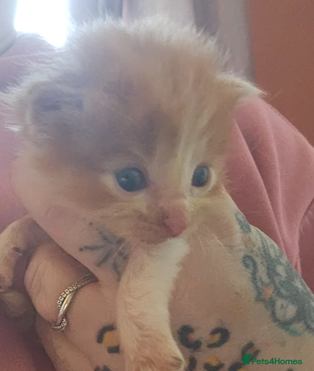 Mixed Breed cats for sale: 1 ragdoll x Burmese boy an 1 calico girl - Advert 14